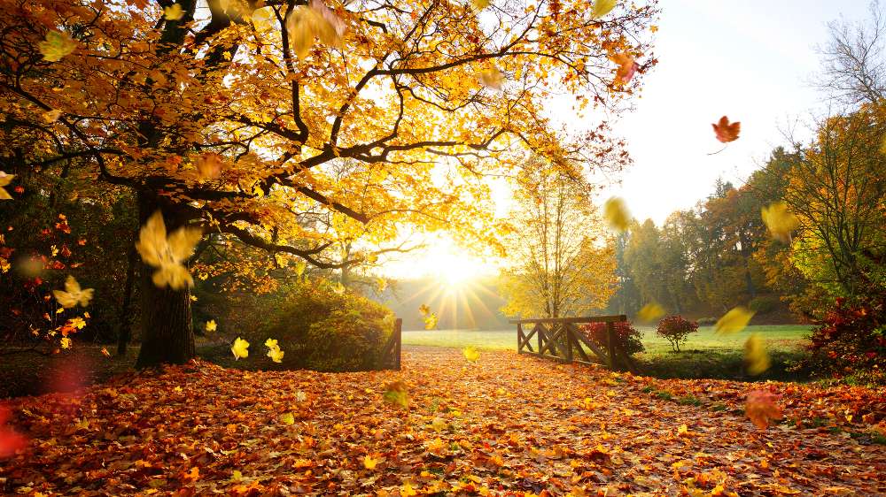 Fall Image | Air Pros USA